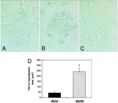 Long-term prevention of renal insufficiency, excess matrix gene expression, and glomerular mesangial matrix expansion by treatment with monoclonal antitransforming growth factor-beta antibody in db/db diabetic mice.